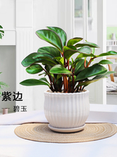 紫邊碧玉植物電腦寶貝植物室內常綠盆栽辦公室凈化空氣小綠植