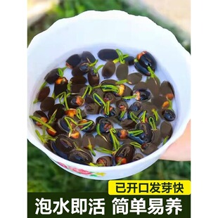 һ�����l��ɏˮ��ֲ�ﻨ�ܷN���҃����׻��ļ����_��ˮ�B���Ժɻ�