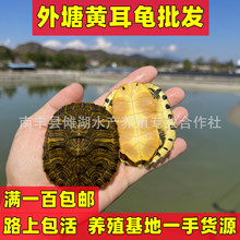 深水黄耳龟乌龟活物冷水长寿龟家养宠物小乌龟观赏吃粪龟批发