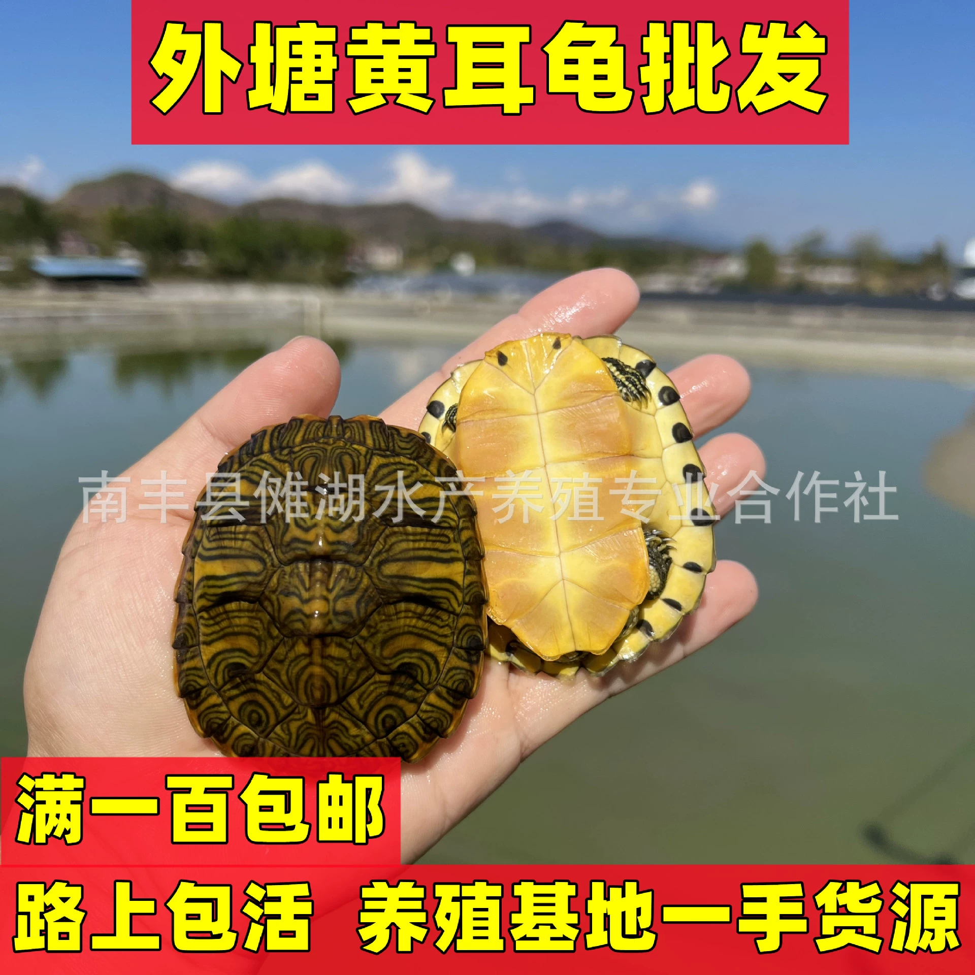 Глубоководная черепаха желтоухая черепаха живое существо холодная вода Долголетие Черепаха домашний питомец маленькая черепаха декоративная еда навоз черепаха оптом