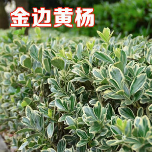 ��߅�S����ͥԺ�G����ľ�ļ������ͺ����B���^�~����h�ʳ��G����