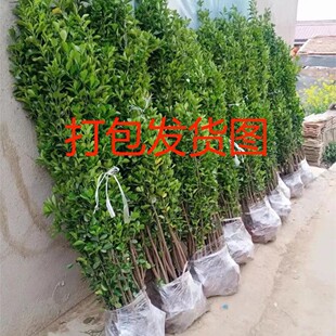 �h��ֲ�ﱱ�������������ļ�����ͥԺ�ͺ���������G������