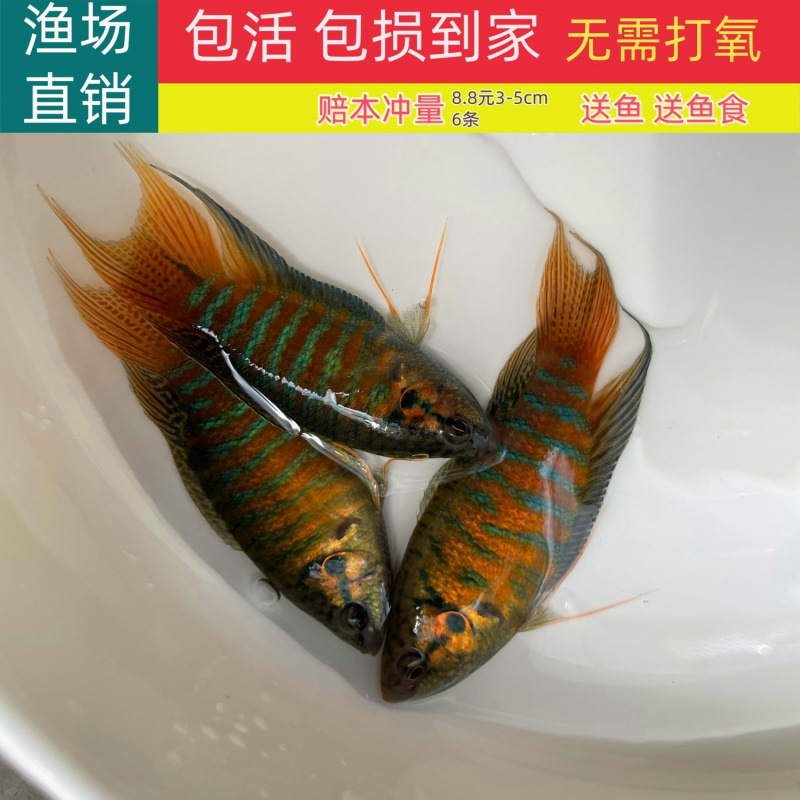 中国斗鱼活体活鱼冷水淡水普叉观赏鱼好养耐养金鱼小型菩萨鱼改良