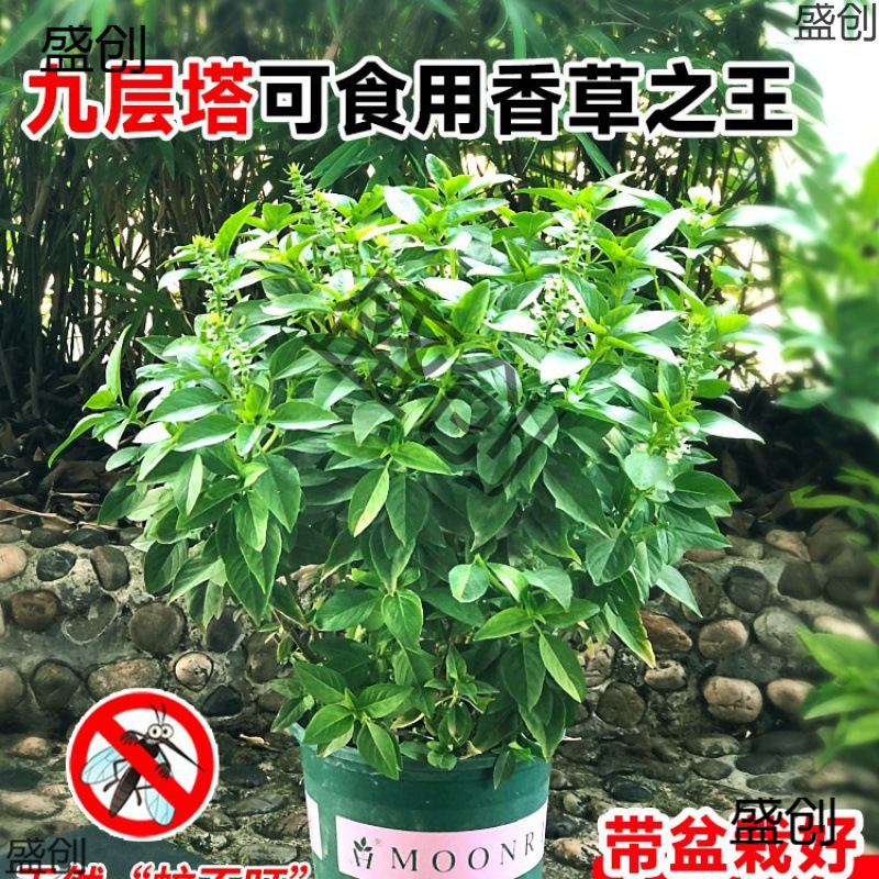 Nine-Layer Basil Potted Edible Basil Seedlings Mint Mosquito Repellent Plants Indoor Courtyard Golden Rosemary Green Plants