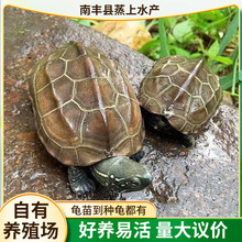 金线草龟活体宠物情侣小乌龟长寿墨龟深水大龟黑腹全墨龟中华草龟