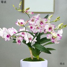 基地直发耐寒耐冻懒人水养石斛兰四季花开室内桌面花卉绿植供应链