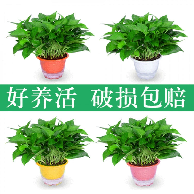 Самопоглощающий горшок для удаления формальдегида в помещении для очистки воздуха, гидропонная подвесная орхидея, длинная виноградная лоза, зеленое растение, цветок, зеленая корзина.