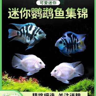 �����W�^���{�׽���֬�ۿɷ�ֳ�N�~�䌦�����޵�ˮ�Ꭷ�~���p