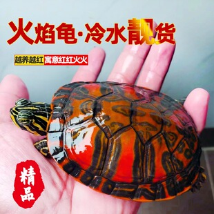 纯种宽纹火焰龟深水龟鱼缸混养小乌龟活物罕见吃粪龟冷水龟观赏龟-阿里巴巴