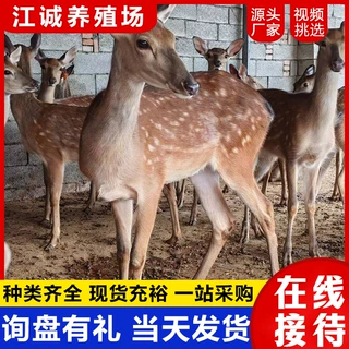景区观赏成年亲人梅花鹿活体萌宠互动小梅花鹿活体人工喂养梅花鹿