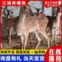 观赏活体景区喂养梅花鹿