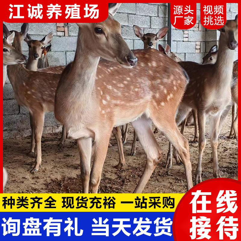 景区观赏成年亲人梅花鹿活体萌宠互动小梅花鹿活体人工喂养梅花鹿