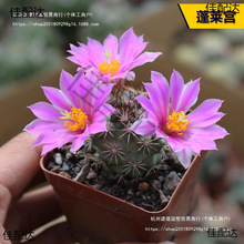 ���ֺ���������ϵ���ճ��������B����ϼ��M�϶�ë��������