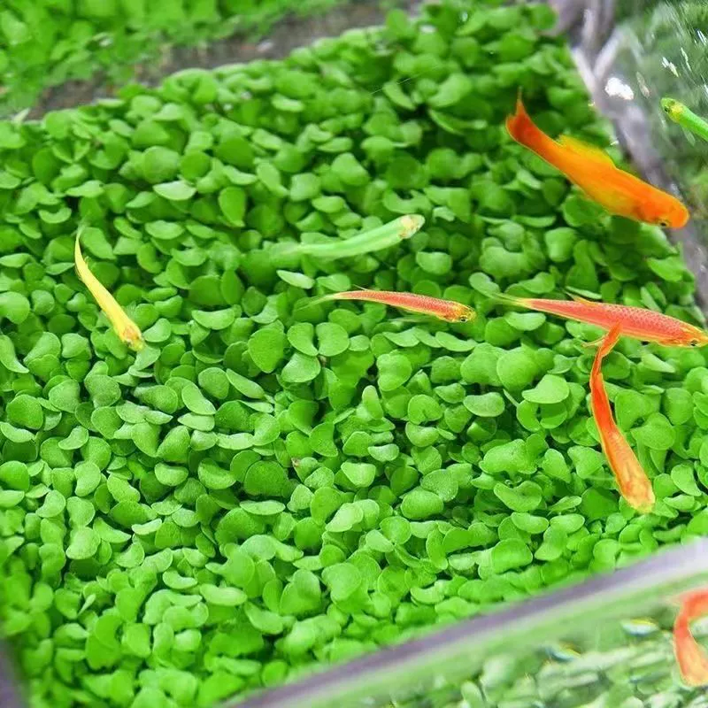 Aquatic plants, creative aquarium, bottle