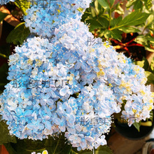��������ǧ�B�f���R����������ֲͥ�̨�NԺ�ͺ������׻�Gֲ��