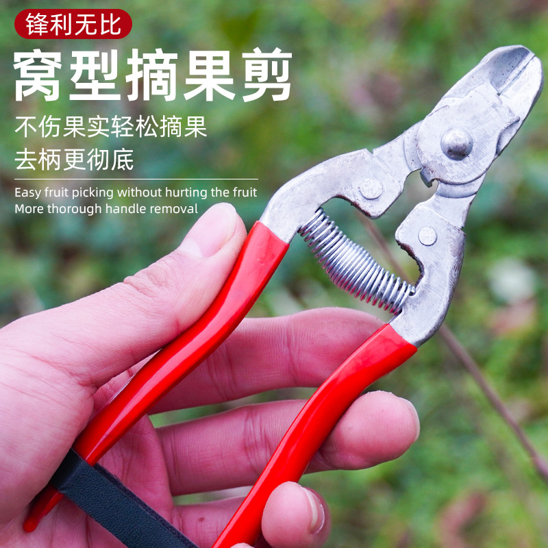剪柑橘窝型剪西红柿采果剪脐橙果剪树剪子果树剪摘果剪稀果剪