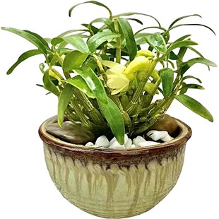 ���ڻ�ɽ���������Կ�ʳ�����·Nʯ��ԭ�a��̫ƽ��lֱ�l���ܾGֲ