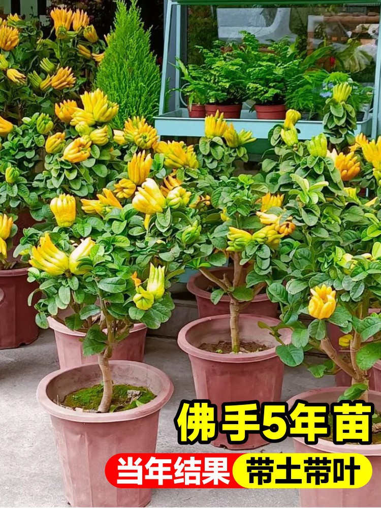 베르가못 5년생 모종(열매와 함께 배송)