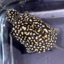 �����A���c������ˮ�L�����W�t��������M����