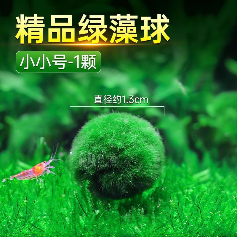 [체험모델] 작은 사이즈 (직경 약 1.3cm)