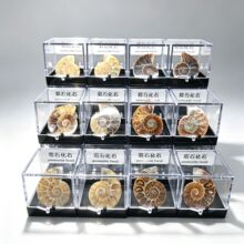 马达加斯加天然斑彩螺化石转运螺菊石海螺古生物化石标本原石教辅