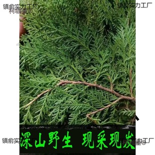 �FժҰ���Y��Ȱؘ�֦��ؘ��~ϴ�l�ݾ�Ѭ�D��DIY�}�Q�仨��̫��