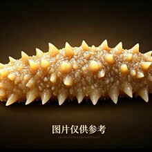 源头工厂货源批发代发印尼黄玉白金刺参鲜食黄肉刺王即食海参