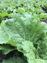 打饭包菜叶东北大白菜叶子即食菜叶蔬菜白菜叶饭包新鲜现摘包邮