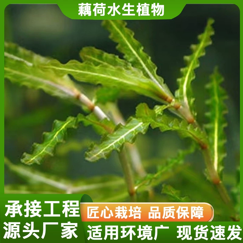 Водные растения, погружные растения, Egeria densa, Eelgrass и другие водные растения для различных проектов очистки и восстановления воды оптом.