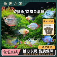 ���ӌ��{��������m�P�����~�����_С�͟Ꭷ�^�p�~Ƥ�����{����