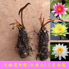 ��˯ɏ���K����˯ɏ���N��ˮ��ֲ��ɏ������ˮ�B���ܺɻ�˯ɏ���o