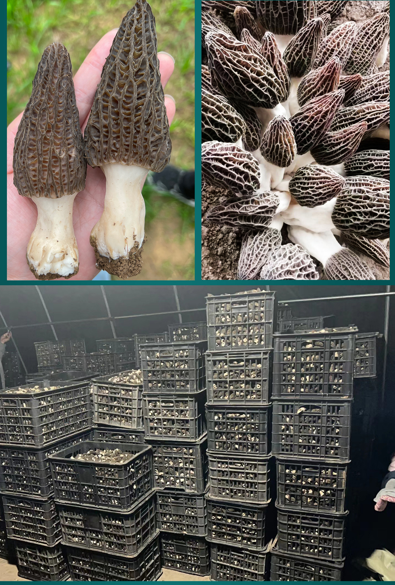 菌汤包详情页2_02