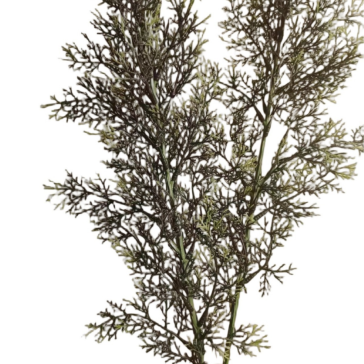 Simulación de hojas de pino y ciprés al por mayor de plástico ramas de pino y ciprés decoración interior y exterior hojas de pino hojas de árbol de navidad hojas individuales