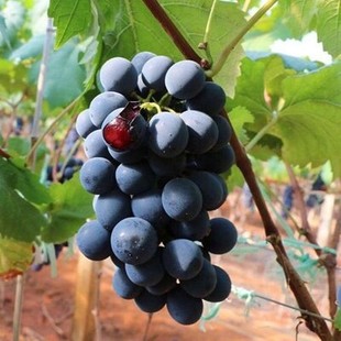 Grapevine Sunshine Rose Grape Giant Peak Grape Seedlings Extra Large Climbing Vine Saplings Fruit Tree Fruit Seedlings Planted in the North and South