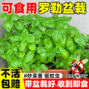 �_�����Կ�ʳ�þŌ����籡�����ֲ���҃�ͥԺ�𲻓Q�Ե����ϾGֲ