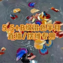 国内一手泰国斗鱼渔场直批5.5+大尺寸半月公狮王马尾将军可接箱批