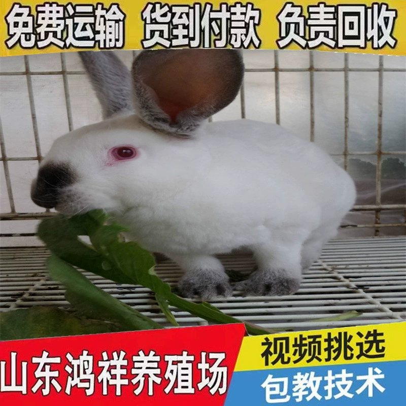 鸿祥 Meat rabbit breeding base wholesales live Ira meat rabbits all year round and sells pregnant female rabbits at low prices