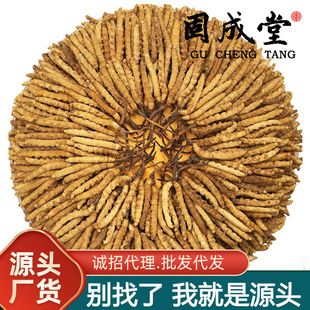 Cordyceps Sinensis Оптовая специальная специальность Cordyceps Экологическое размножение сухие товары не -фарш трава Тибет Один корень цена 10 начинает стрелять