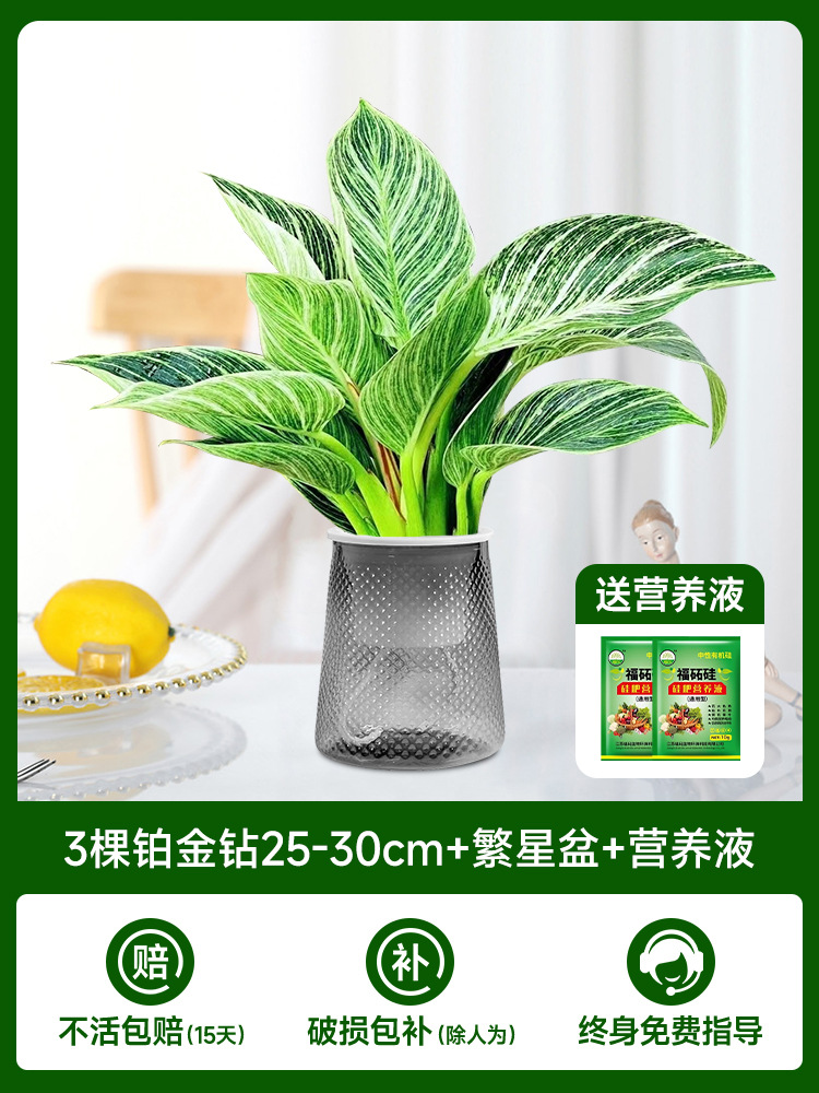 25-30cm 백금 다이아몬드 3개 + 별 냄비 + 영양 용액