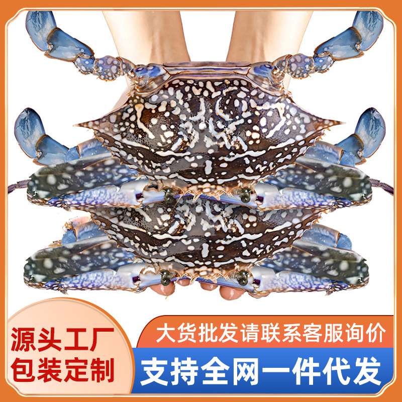 冷冻大号兰花蟹 阿曼螃蟹野外海捕 活冻花蟹 冷冻海产冻品野生