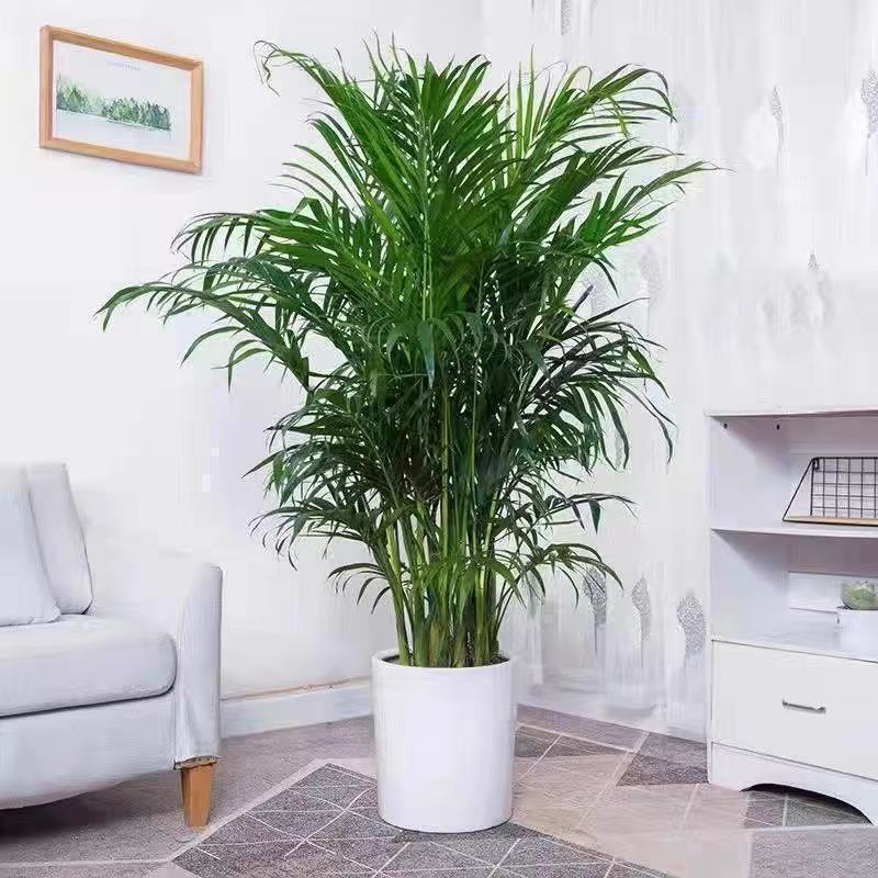 Potted Green Plants Such as Areca Palm, Money Tree, Money Plant, and Fiddle Leaf Fig Potted Green Plants Such as Areca Palm, Money Tree, Money Plant, and Fiddle Leaf Fig