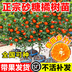 Authentic Sugar Orange Saplings Potted in Pots with Fruit Shipped Nationwide for Planting Guangxi Grafted Sugar Orange Fruit Saplings