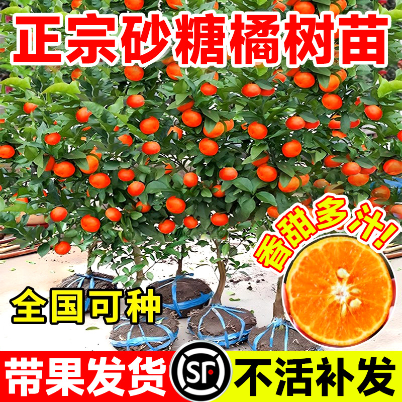 正宗沙糖桔树苗盆栽果期带果发货全国种植广西嫁接砂糖橘果树果苗