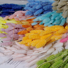 ��ʯ�ݸɻ������S�����l��ʯ����β�ݹ�β�Ͳ��������ɻ������[��