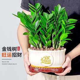 金钱树钱串子室内客厅大绿植盆栽盆景花卉办公室桌面观叶常青植物