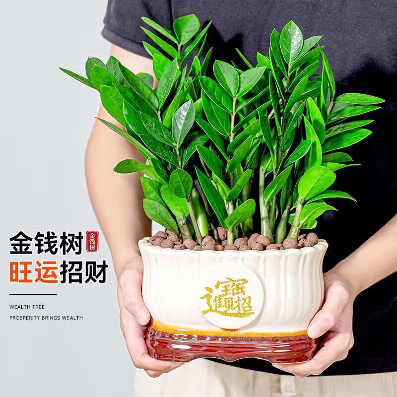 Money Tree Money String Indoor Living Room Large Green Plant Potted Bonsai Flower Office Desktop Foliage Evergreen Plant