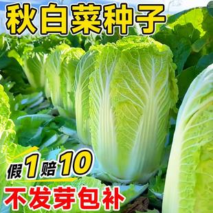 Autumn Cabbage Seeds Collection Shandong Jiaozhou Chinese Cabbage Seeds Sown in Summer and Autum for All Year Round Balcony Garden Vegetable Seeds