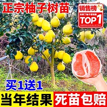 ���ڼ޽����Ә���t���������Ե����ϱ����Nֲ���t�����箔��Y��