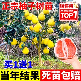 ���ڼ޽����Ә���t���������Ե����ϱ����Nֲ���t�����箔��Y��