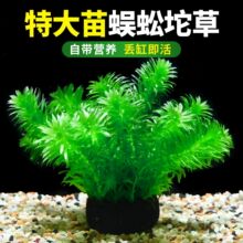 ���ݴ���ˮ��ֲ������~���쾰�к��b�ˮ��ԃ�ˮ�����Gֲ